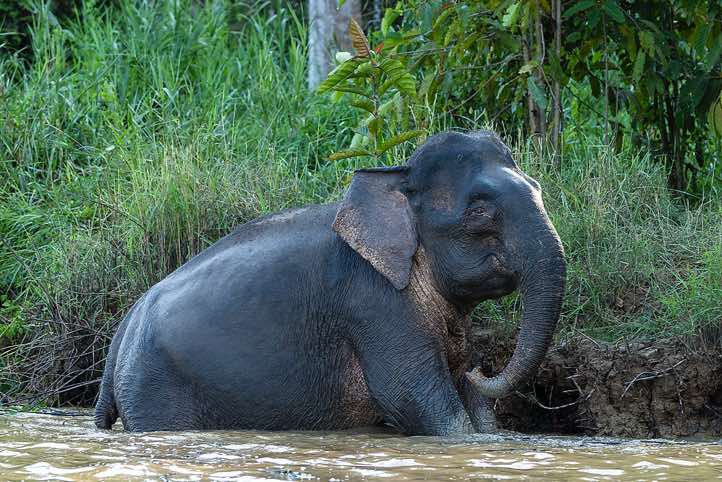 Borneo elephant (Elephas maximus borneensis), Kinabatangan River, Eastern Sabah, Borneo