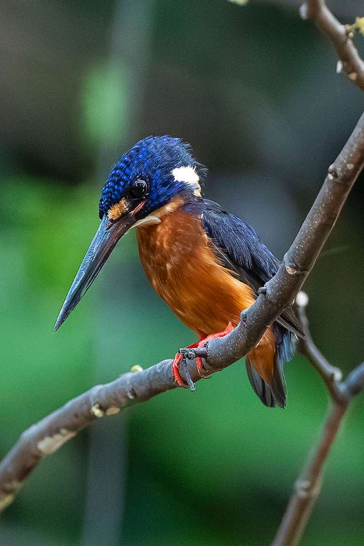 Blue-eared Kingfisher (Alcedo meninting), Kinabatangan River, Eastern Sabah, Borneo