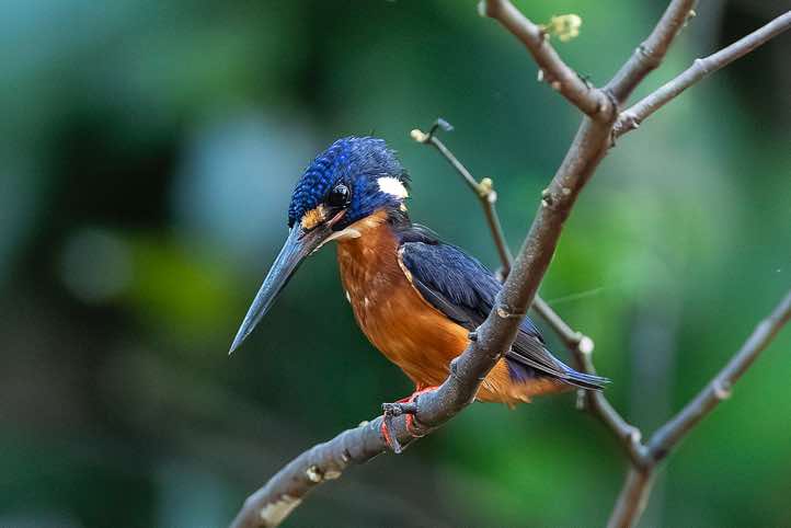 Blue-eared Kingfisher (Alcedo meninting), Kinabatangan River, Eastern Sabah, Borneo