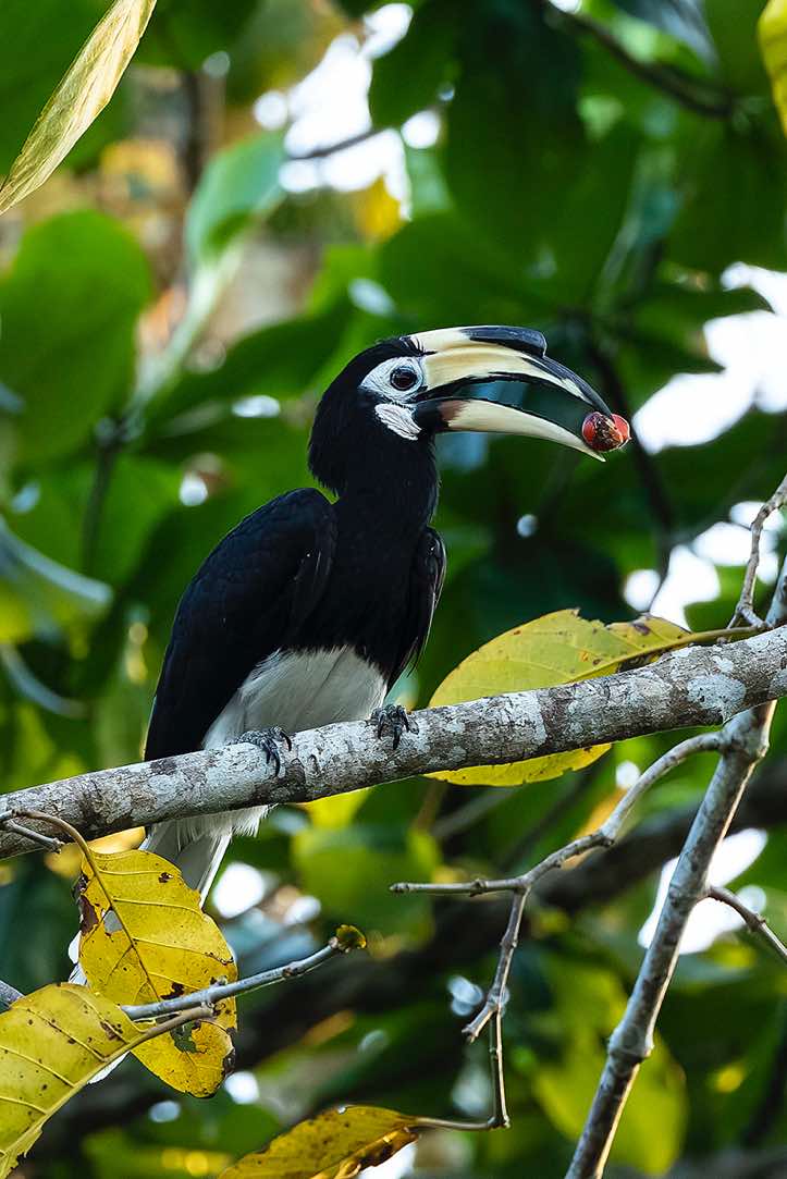 Oriental Pied Hornbill (Anthracoceros albirostris), Kinabatangan River, Eastern Sabah, Borneo