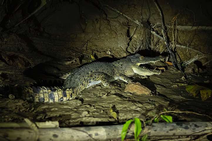 Saltwater Crocodile (Crocodylus porosus) seen at night, Kinabatangan River, Eastern Sabah, Borneo
