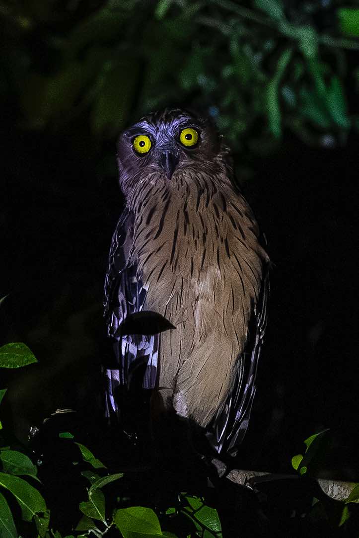 Buffy Fish-Owl (Ketupa ketupu) seen at night, Kinabatangan River, Eastern Sabah, Borneo