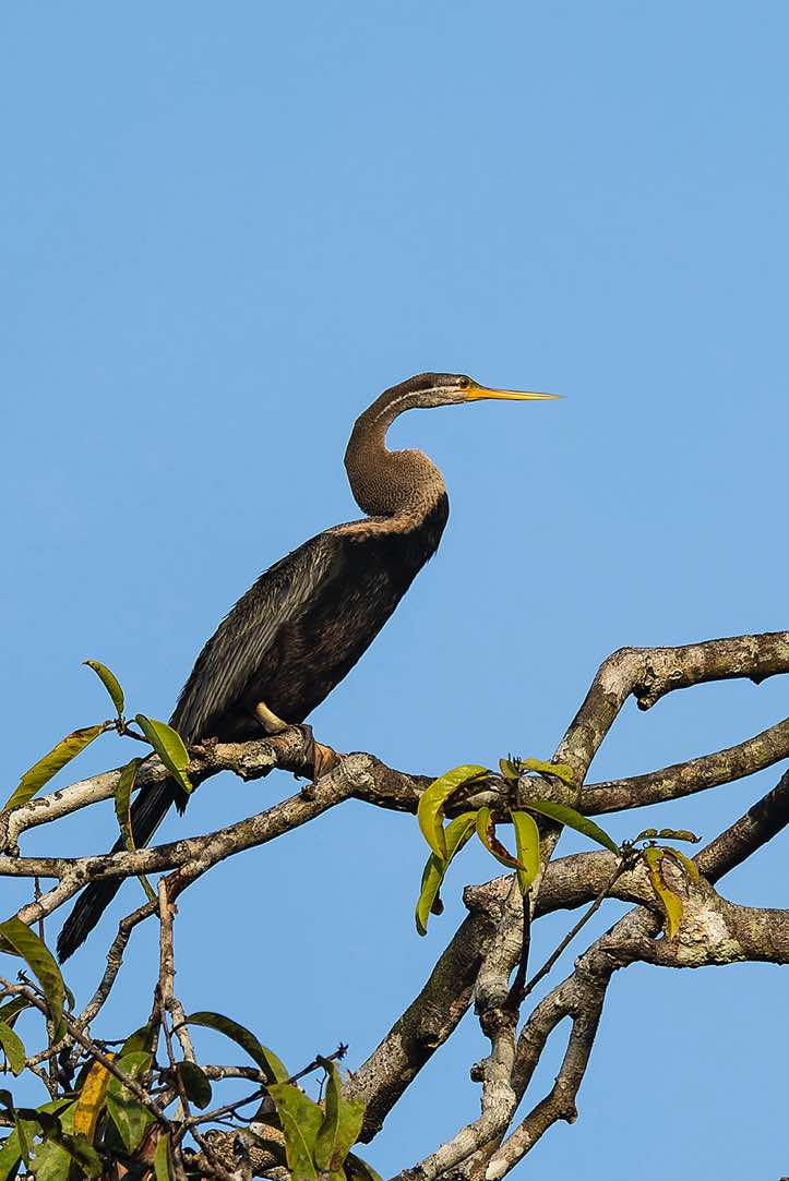 Oriental Darter (Anhinga melanogaster), Kinabatangan River, Eastern Sabah, Borneo