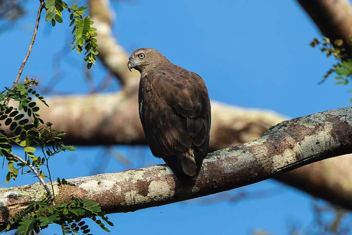 Changeable Hawk-Eagle (Nisaetus cirrhatus), Kinabatangan River, Eastern Sabah, Borneo