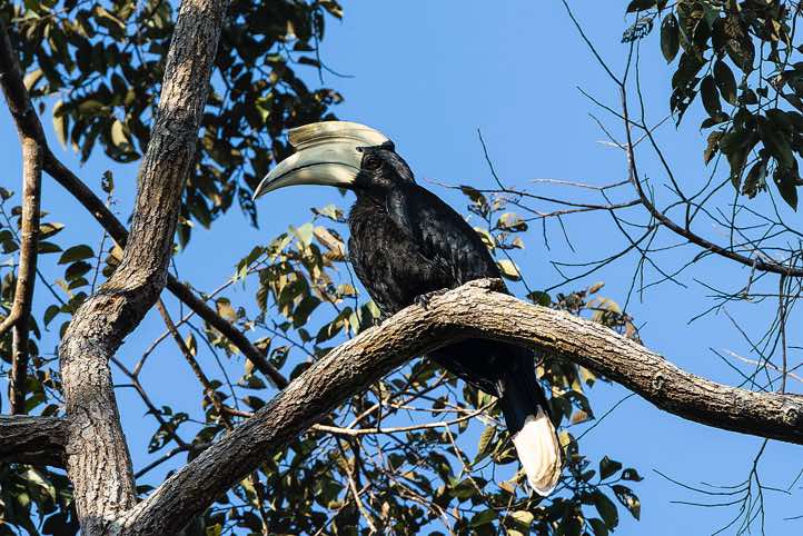 Black Hornbill (Anthracoceros malayanus), Kinabatangan River, Eastern Sabah, Borneo