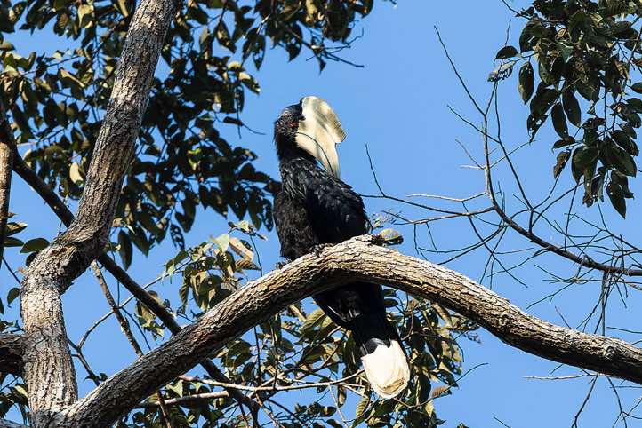 Black Hornbill (Anthracoceros malayanus), Kinabatangan River, Eastern Sabah, Borneo