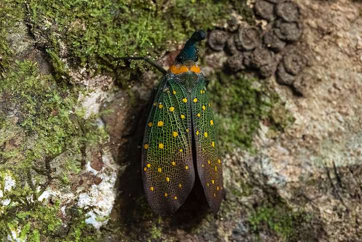 Lantern Bug (Pyrops whiteheadi) resting on tree trunk, Kinabatangan River, Eastern Sabah, Borneo
