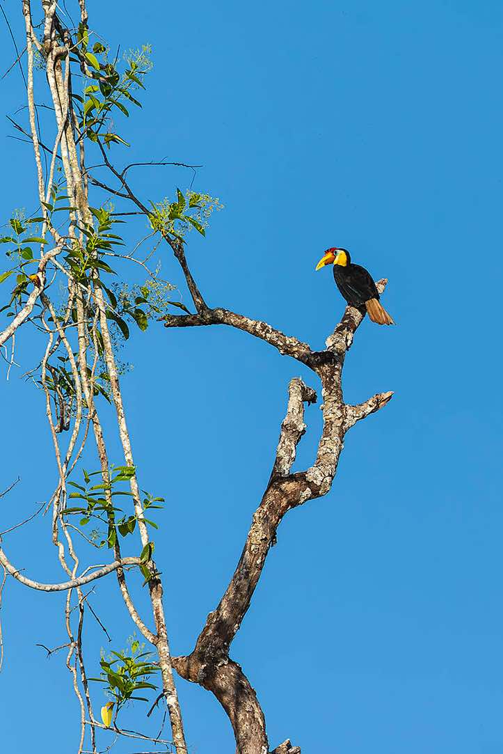 Wrinkled Hornbill (Rhabdotorrhinus corrugatus), Kinabatangan River, Eastern Sabah, Borneo