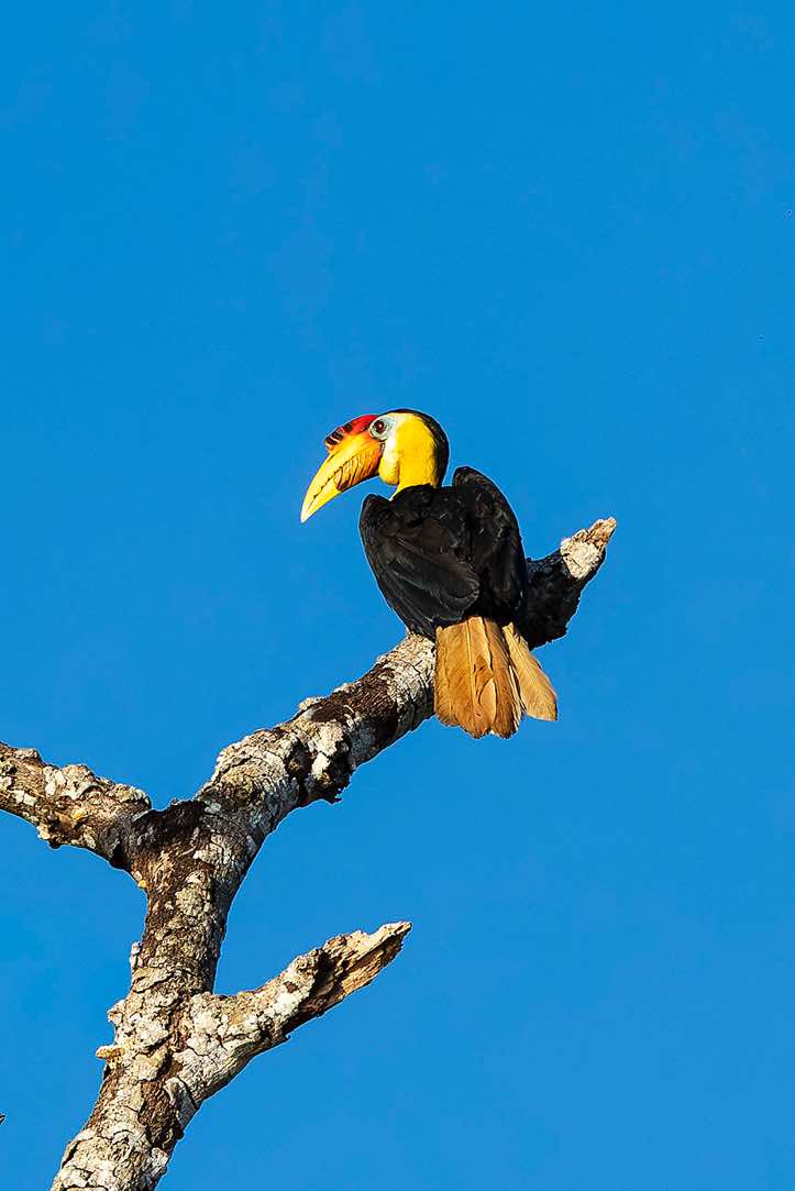 Wrinkled Hornbill (Rhabdotorrhinus corrugatus), Kinabatangan River, Eastern Sabah, Borneo