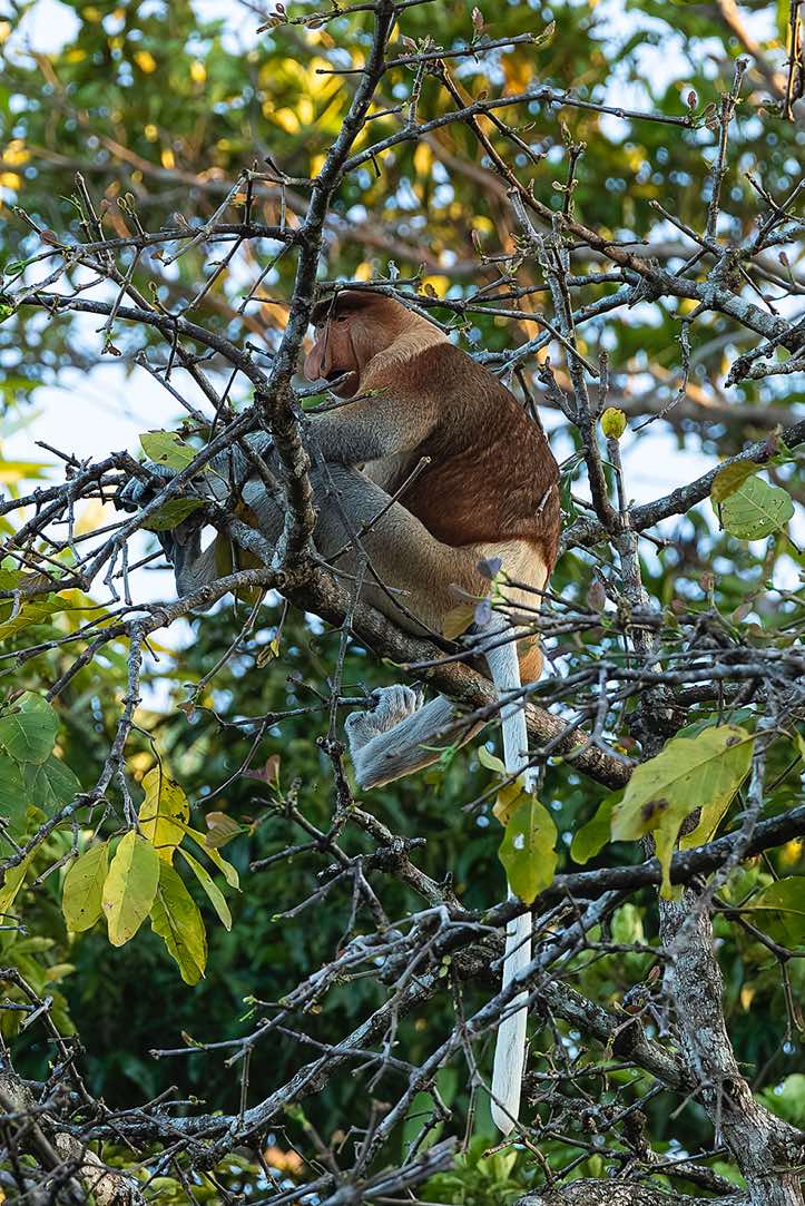 Male Proboscis Monkey (Nasalis larvatus), Kinabatangan River, Eastern Sabah, Borneo