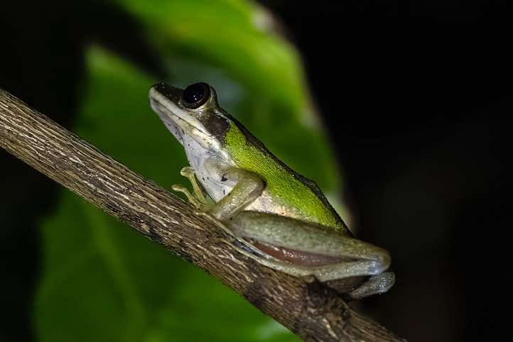 Copper-cheeked Frog (Chalcorana raniceps) seen at night, also known as White-lipped Frog or Peters' Malaysian Frog, Kinabatangan River, Eastern Sabah, Borneo