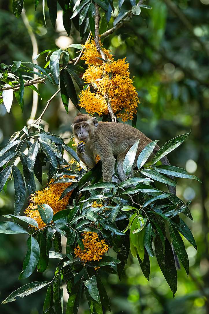 Crab-eating Macaque (Macaca fascicularis), or Long-tailed Macaque, Tabin Wildlife Reserve, Sabah, Borneo