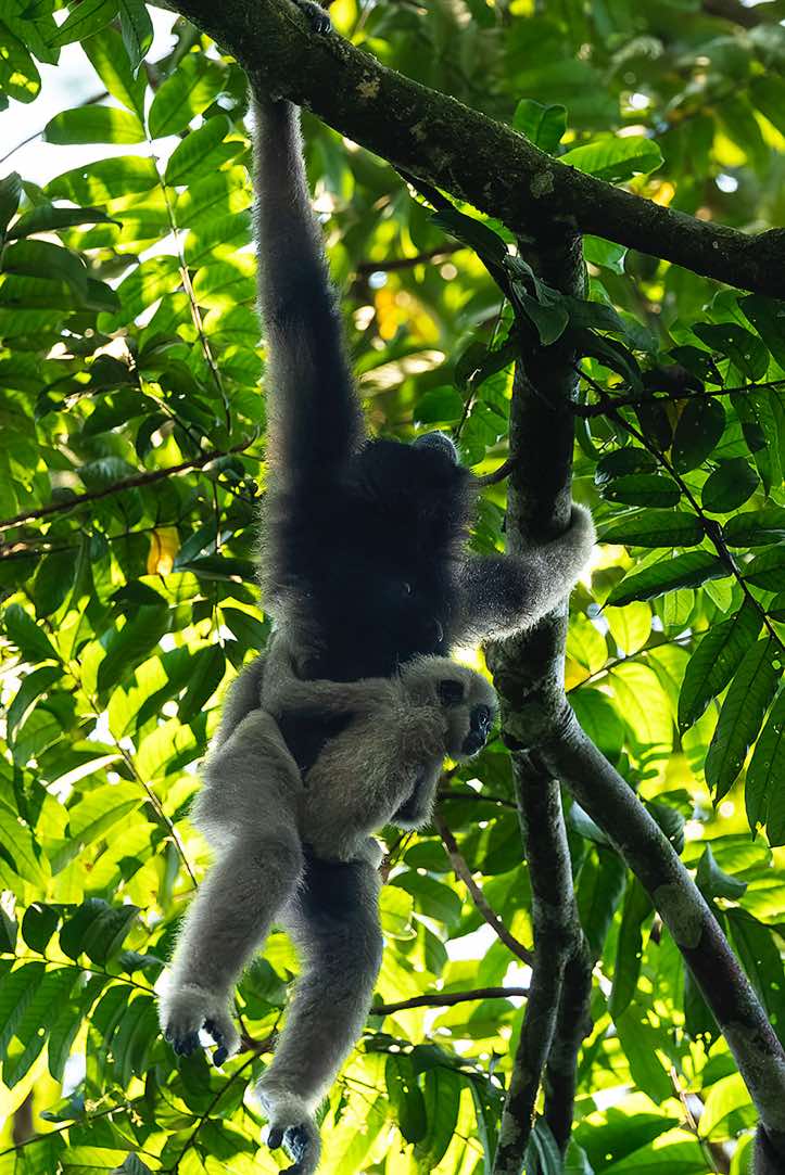 Müller's Gibbon (Hylobates muelleri), or Southern Grey Gibbon, mother with child, Tabin Wildlife Reserve, Sabah, Borneo