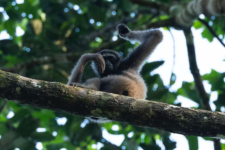 Müller's Gibbon (Hylobates muelleri), or Southern Grey Gibbon, Tabin Wildlife Reserve, Sabah, Borneo