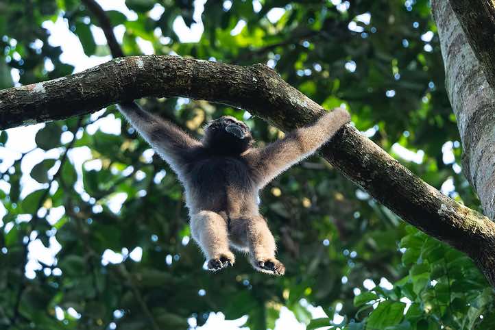 Müller's Gibbon (Hylobates muelleri), or Southern Grey Gibbon, Tabin Wildlife Reserve, Sabah, Borneo