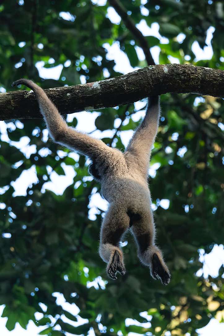 Müller's Gibbon (Hylobates muelleri), or Southern Grey Gibbon, Tabin Wildlife Reserve, Sabah, Borneo
