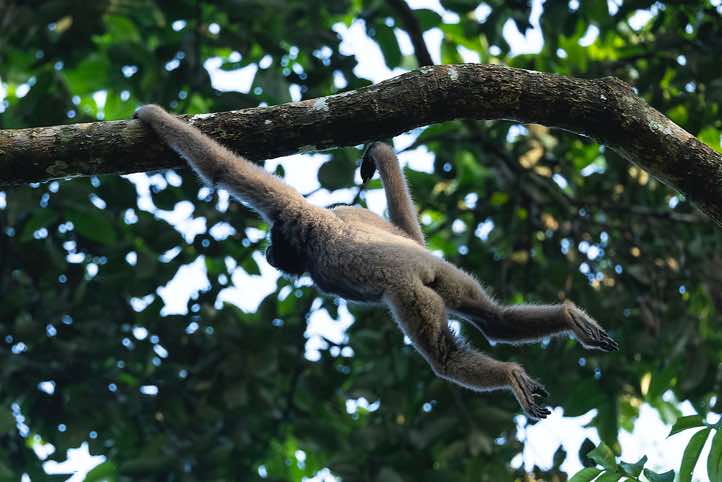 Müller's Gibbon (Hylobates muelleri), or Southern Grey Gibbon, Tabin Wildlife Reserve, Sabah, Borneo