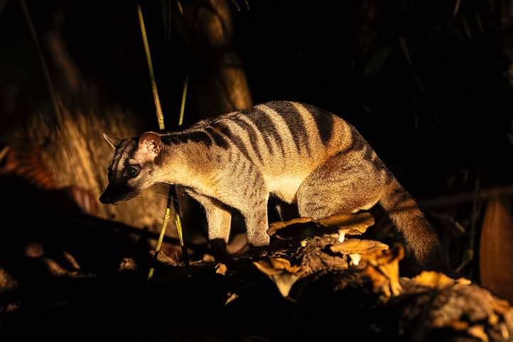 Banded Palm Civet (Hemigalus derbyanus), or Banded Civet seen at night, Danum Valley, Sabah, Borneo