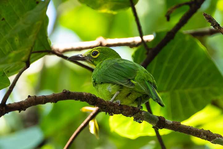 Greater Green Leafbird (Chloropsis sonnerati), Danum Valley, Sabah, Borneo