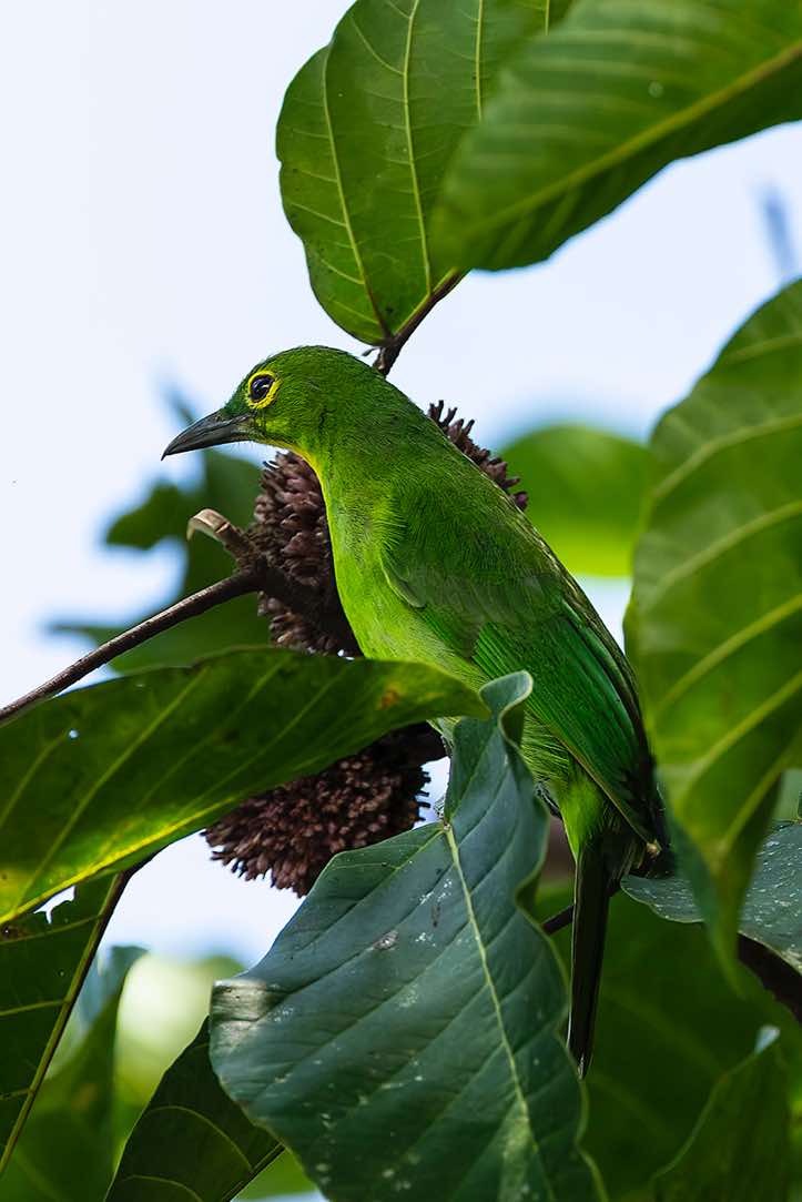 Greater Green Leafbird (Chloropsis sonnerati), Danum Valley, Sabah, Borneo