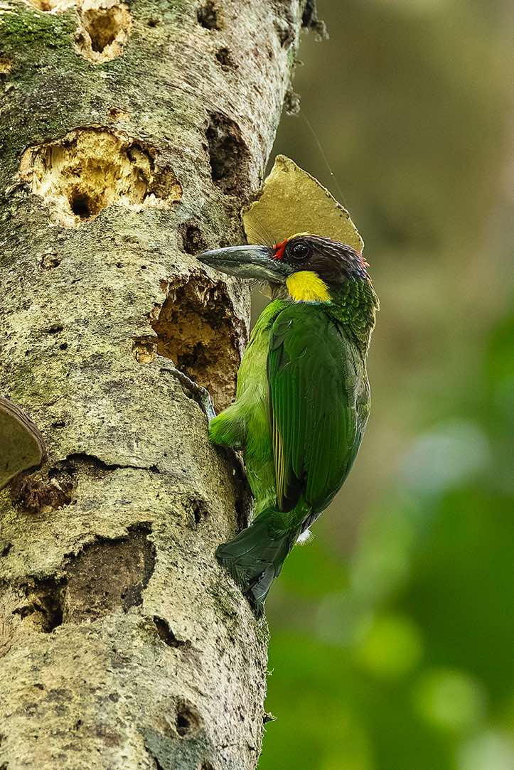 Golden-whiskered Barbet (Psilopogon chrysopogon), Danum Valley, Sabah, Borneo