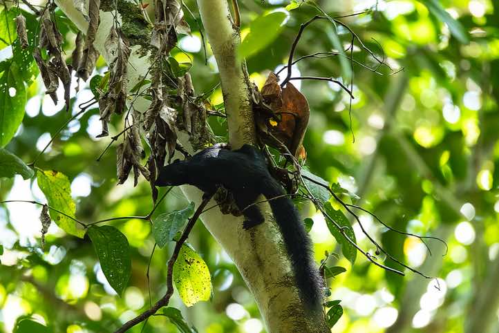 Black Flying Squirrel (Aeromys tephromelas), or Large Black Flying Squirrel, Danum Valley, Sabah, Borneo