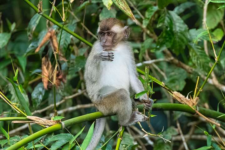 Crab-eating Macaque (Macaca fascicularis), or Long-tailed Macaque, Danum Valley, Sabah, Borneo