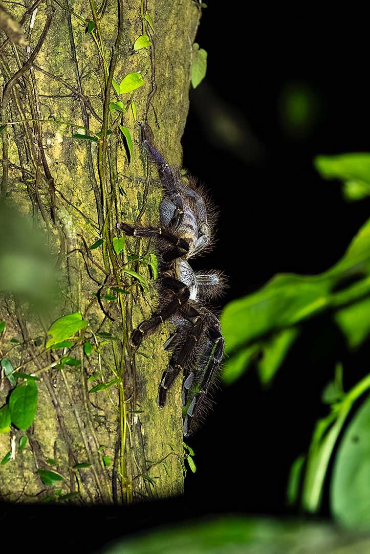 Tarantula spider (Lampropelma nigerrimum), Danum Valley, Sabah, Borneo