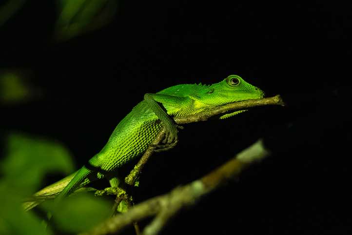 Green Crested Lizard (Bronchocela cristatella) seen at night, Danum Valley, Sabah, Borneo