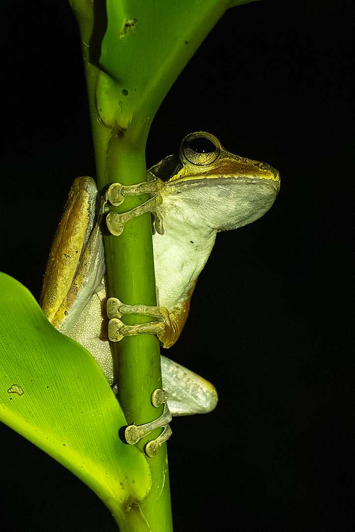 Common Tree Frog (Polypedates leucomystax) seen at night, Danum Valley, Sabah, Borneo