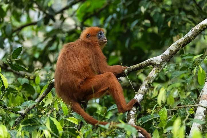 Red Leaf Monkey (Presbytis rubicunda), also known as Maroon Langur or Maroon Leaf Monkey, Danum Valley, Sabah, Borneo