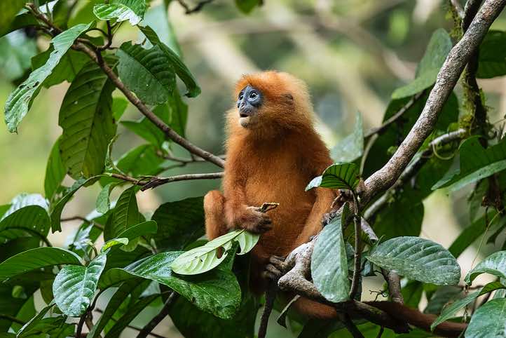 Red Leaf Monkey (Presbytis rubicunda), Danum Valley, Sabah, Borneo