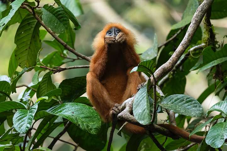 Red Leaf Monkey (Presbytis rubicunda), Danum Valley, Sabah, Borneo