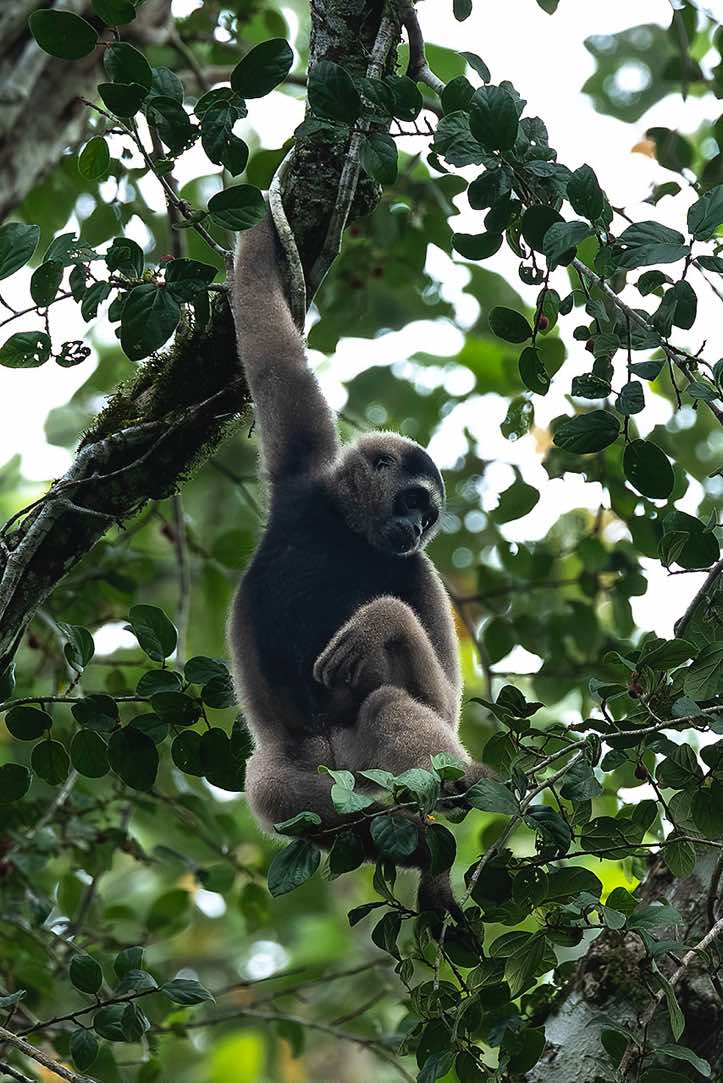 Müller's Gibbon (Hylobates muelleri), or Southern Grey Gibbon, Danum Valley, Sabah, Borneo