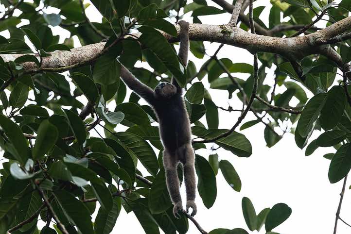 Müller's Gibbon (Hylobates muelleri), or Southern Grey Gibbon, Danum Valley, Sabah, Borneo