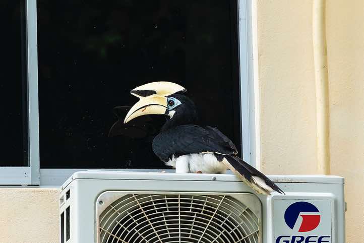 Oriental Pied Hornbill (Anthracoceros albirostris), Danum Valley Field Centre (DVFC), Sabah, Borneo