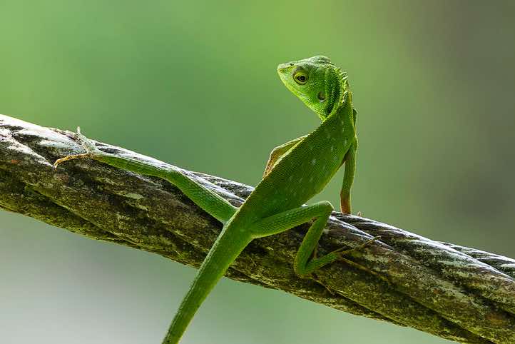 Green Crested Lizard (Bronchocela cristatella), Danum Valley, Sabah, Borneo