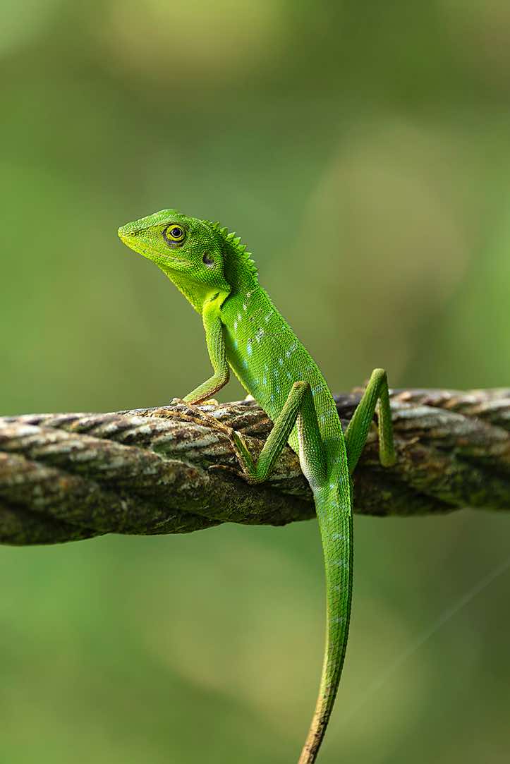 Green Crested Lizard (Bronchocela cristatella), Danum Valley, Sabah, Borneo