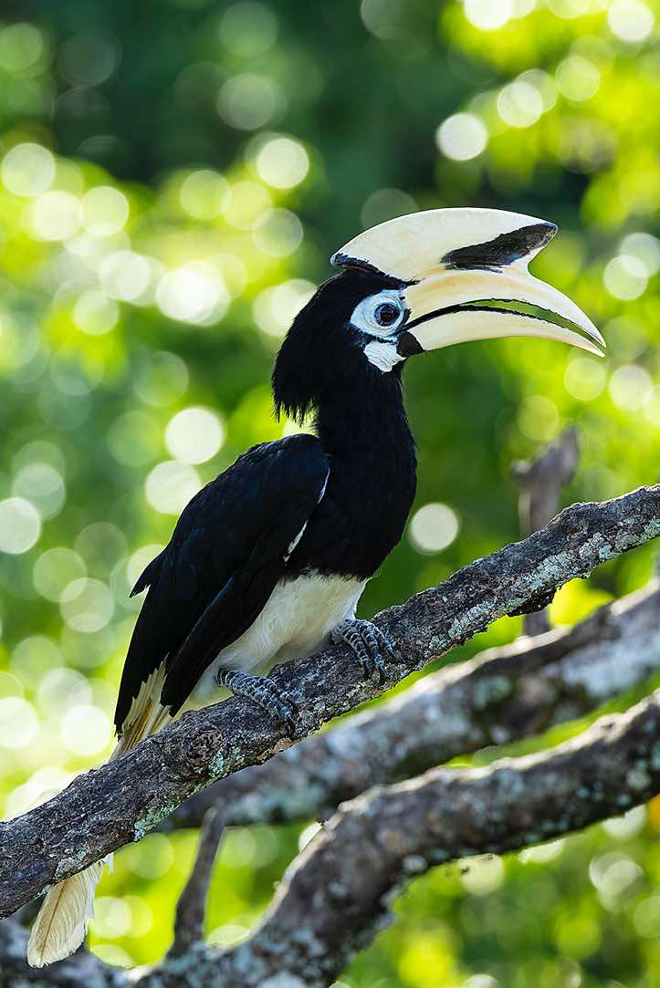Oriental Pied Hornbill (Anthracoceros albirostris), Labuk Bay, Sabah, Borneo