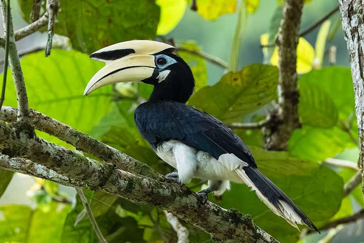 Oriental Pied Hornbill (Anthracoceros albirostris), Danum Valley, Sabah, Borneo