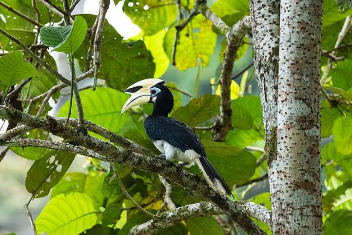 Oriental Pied Hornbill (Anthracoceros albirostris), Danum Valley, Sabah, Borneo