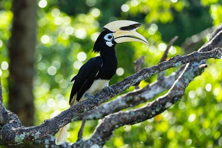 Oriental Pied Hornbill (Anthracoceros albirostris), Labuk Bay, Sabah, Borneo