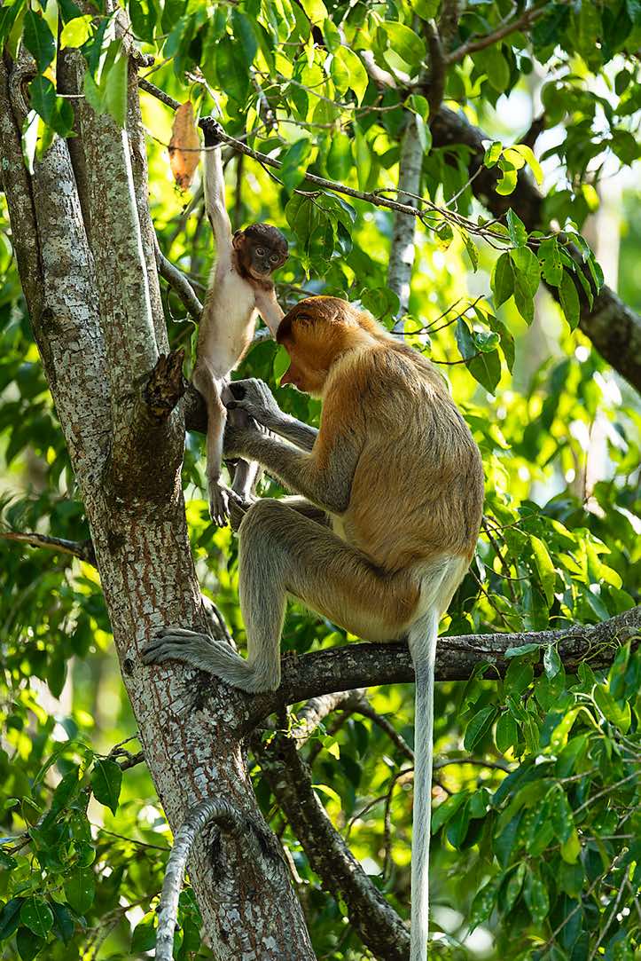 Proboscis Monkey (Nasalis larvatus), mother with child, Labuk Bay Proboscis Monkey Sanctuary, Sabah, Borneo
