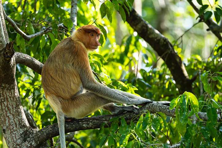 Female Proboscis Monkey (Nasalis larvatus), Labuk Bay Proboscis Monkey Sanctuary, Sabah, Borneo