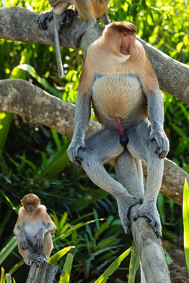 Male Proboscis Monkey (Nasalis larvatus), Labuk Bay Proboscis Monkey Sanctuary, Sabah, Borneo