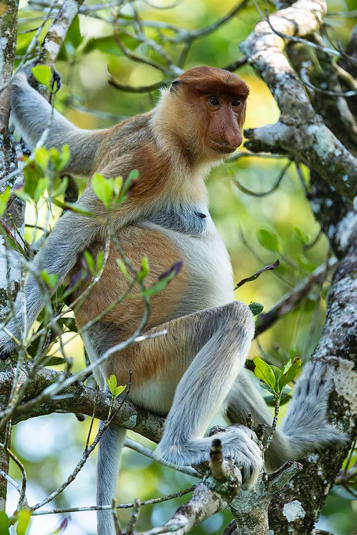 Female Proboscis Monkey (Nasalis larvatus), Labuk Bay Proboscis Monkey Sanctuary, Sabah, Borneo