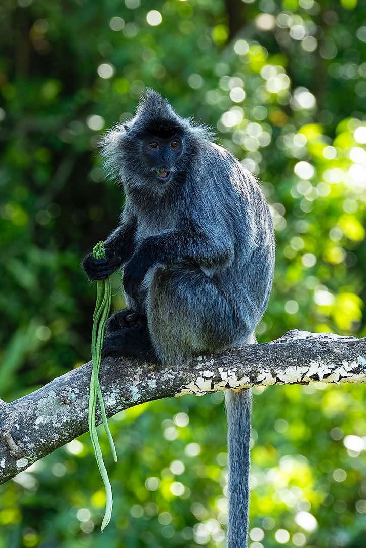 Silvery Lutung (Trachypithecus cristatus), also known as the Silvered Leaf Monkey or the Silvery Langur, near Sandakan, Sabah, Borneo
