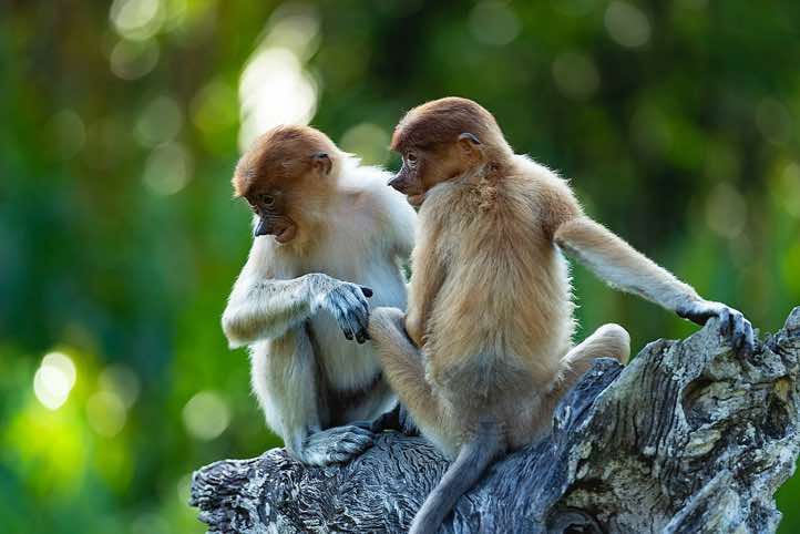 Young Proboscis Monkeys (Nasalis larvatus), Labuk Bay Proboscis Monkey Sanctuary, Sabah, Borneo