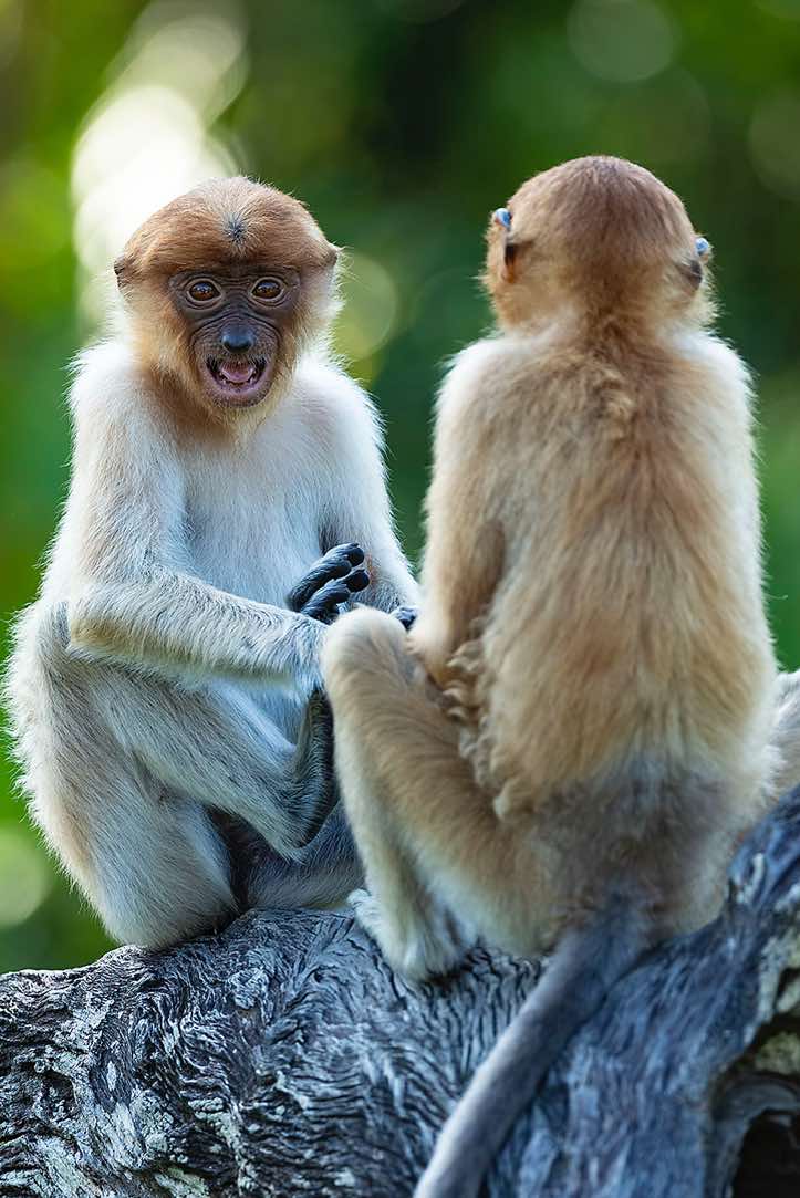 Young Proboscis Monkeys (Nasalis larvatus), Labuk Bay Proboscis Monkey Sanctuary, Sabah, Borneo