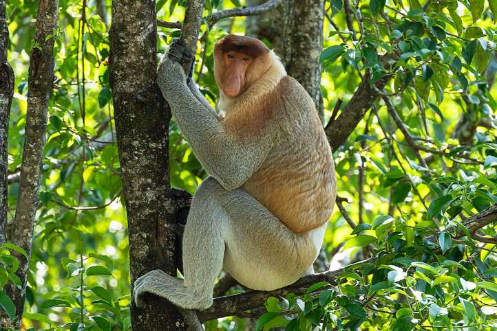 Male Proboscis Monkey (Nasalis larvatus), Labuk Bay Proboscis Monkey Sanctuary, Sabah, Borneo